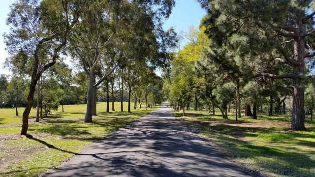 A paved pathway winding through mature eucalyptus trees and open grass fields at Parramatta Park under a clear blue sky.