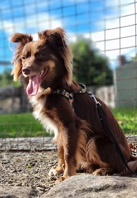 Monte the Miniature American Shepherd sitting alertly on stone outdoors wearing the Stylish Hound camo harness with his tongue out.