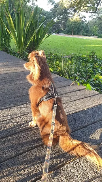 Monte the Miniature American Shepherd sitting on a wooden boardwalk outdoors, wearing the black Rogz Utility Explore harness and matching leash.