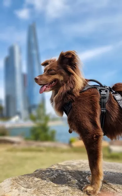Monte the Miniature American Shepherd standing on an outdoor lookout with a city skyline in the background, wearing the black Rogz Utility Explore harness.