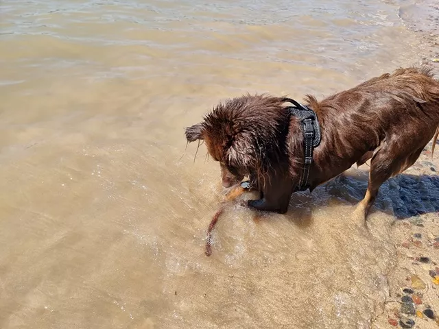 Monte the Miniature American Shepherd playing with a stick in shallow water at the beach while wearing the black Rogz Utility Explore harness.