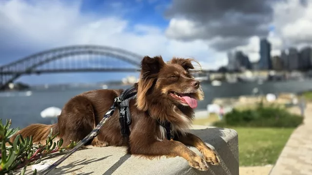 Monte the Miniature American Shepherd resting comfortably outdoors with the Sydney Harbour Bridge in the background, wearing the black Rogz Utility Explore harness.