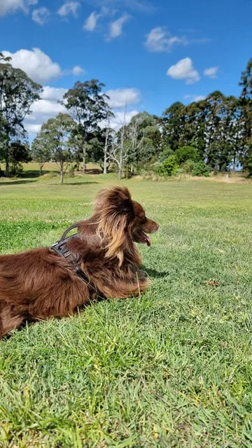 Monte the Miniature American Shepherd resting on a green grassy field under a blue sky, wearing the black Rogz Utility Explore harness.