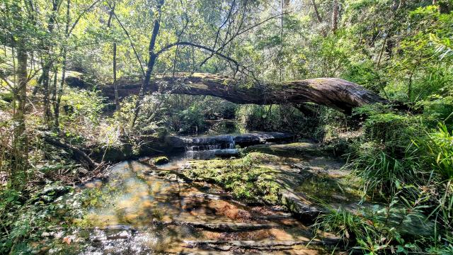 A large fallen tree trunk gracefully arching across a shaded forest stream surrounded by lush green foliage in Bidjigal Reserve