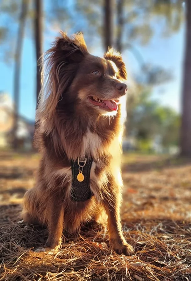 Monte the Miniature American Shepherd sitting on a pine needle-covered forest floor illuminated by sunlight, wearing the black Rogz Utility Explore harness and custom ID tag.
