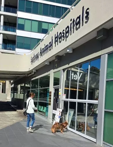 A woman in jeans and a white jumper walks her red-brown Miniature American Shepherd, Monte, on a leash toward the glass entrance of Sydney Animal Hospitals. The dog is looking at his reflection in the glass.