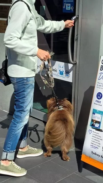 A woman on a leash opens the glass entrance door of a veterinary clinic alongside a fluffy, red-brown Miniature American Shepherd, Monte, next to a dental health signboard.