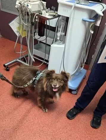 A long-haired, chocolate-brown Miniature American Shepherd, Monte, sits on a non-slip veterinary examination floor while being assessed for a grade 1 dental check by a veterinarian (partially visible in blue scrubs)