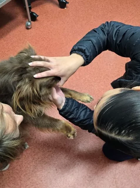 A veterinarian in a black puffer jacket gently lifts the lip of a brown Miniature American Shepherd, Monte, to inspect his teeth and gum health during a dental consultation.