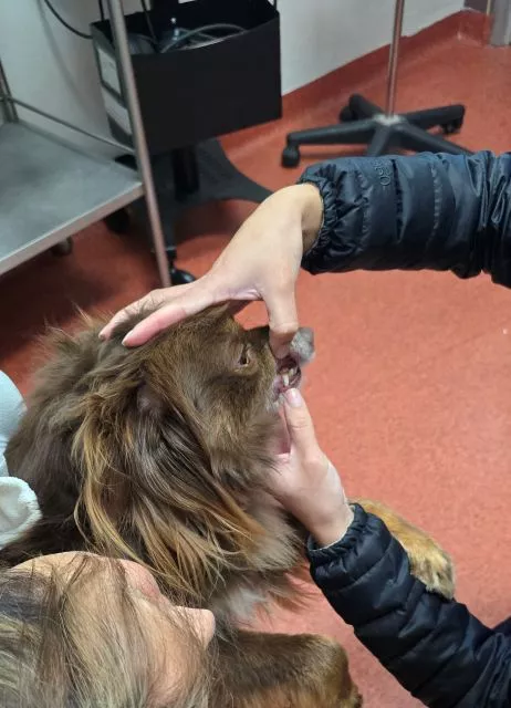 A veterinarian in a dark jacket lifts the lip of a chocolate Miniature American Shepherd, Monte, to inspect the tartar buildup on his front canine tooth during a dental check.