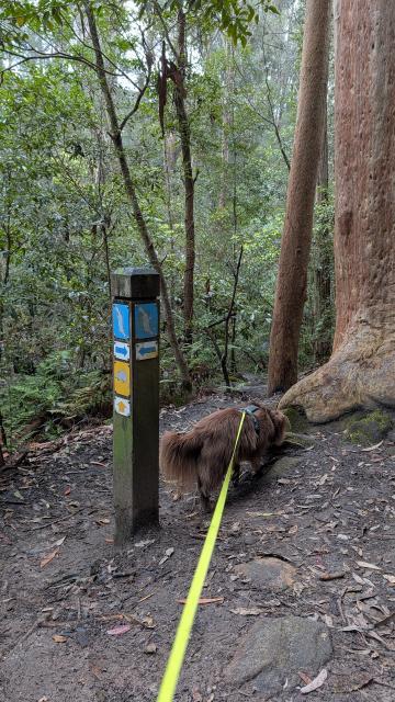 A wooden trail marker post featuring directional arrows and a bandicoot symbol next to Monte on a leash along the Burraga Track in Bidjigal Reserve