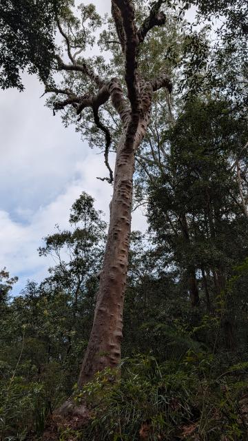 A tall, smooth-barked eucalypt tree stretching up toward the sky above the forest canopy on the Burraga Track in Bidjigal Reserve
