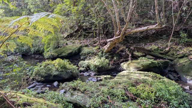Lush moss-covered boulders and fallen logs along a shaded forest stream on the Burraga Track in Bidjigal Reserve