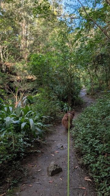 Monte on a leash walking along a damp, lush green dirt path winding through the gully on the Burraga Track in Bidjigal Reserve