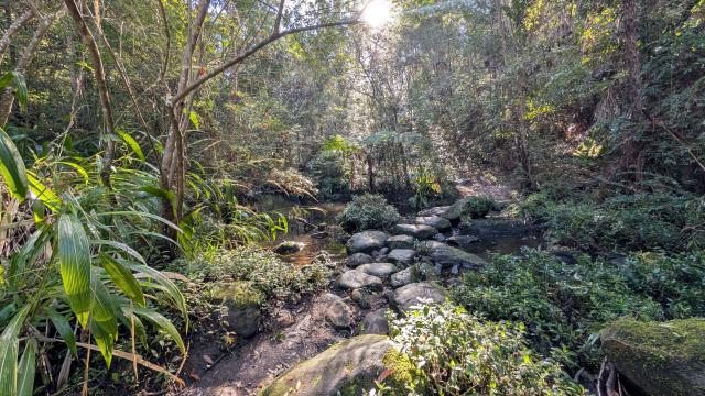 Stepping stones across a flowing forest creek surrounded by lush green foliage and mossy rocks on the Burraga Track in Bidjigal Reserve