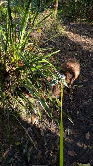 Miniature American Shepherd on a leash eagerly sniffing around lush green plants and undergrowth on the Burraga Track in Bidjigal Reserve