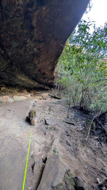 Monte on a leash walking along a dirt trail underneath a massive overhanging rock formation on the Burraga Track in Bidjigal Reserve