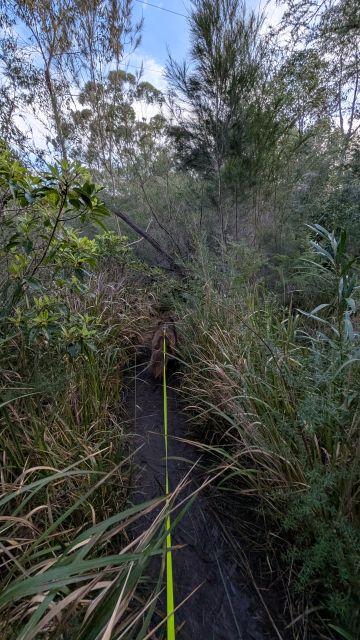 Monte on a leash walking along a narrow, muddy dirt path surrounded by tall grasses and dense brush on the Burraga Track in Bidjigal Reserve