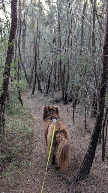 Monte on a leash walking along a narrow dirt path through a dried-out, dense section of thin trees and needle-strewn ground on the Burraga Track in Bidjigal Reserve