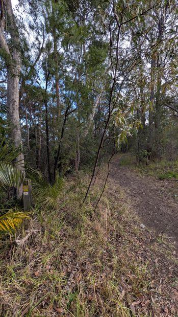 A dirt trail leading back down into the trees past a trail marker post on the Burraga Track in Bidjigal Reserve