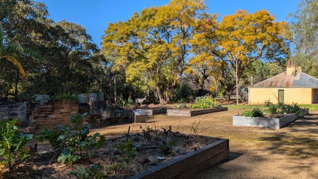 Raised garden beds and historic brick ruins set against brilliant yellow autumn trees and a heritage building at Parramatta Park.