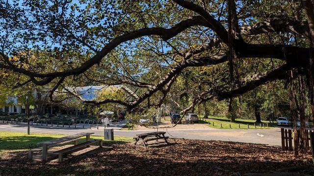 A view looking out from beneath the sprawling, low-hanging branches and hanging aerial roots of a grand old fig tree toward the MISC. restaurant building and outdoor picnic tables at Parramatta Park.