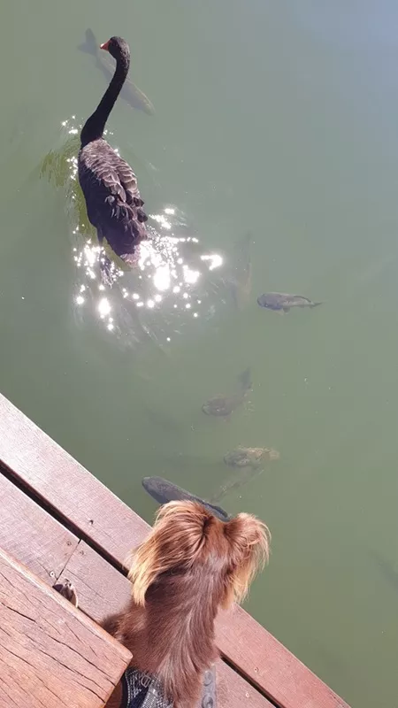 High-angle shot of Monte looking down from a wooden boardwalk at a black swan and several fish swimming in the water below.