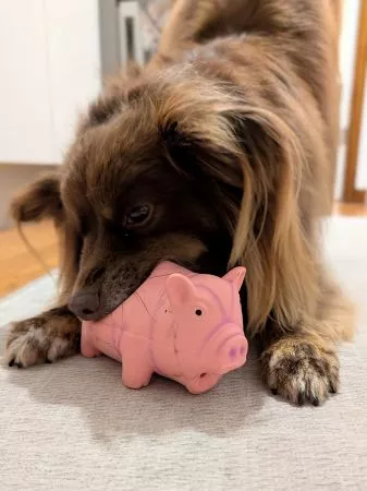 Monte, a brown Miniature American Shepherd, enthusiastically holds an uncute pink latex pig dog toy in his mouth while lying on a grey mat.