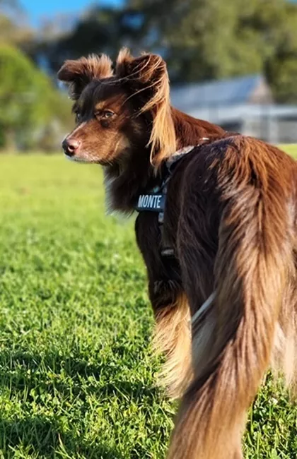 Monte the Miniature American Shepherd looking alert outdoors wearing a harness on green grass