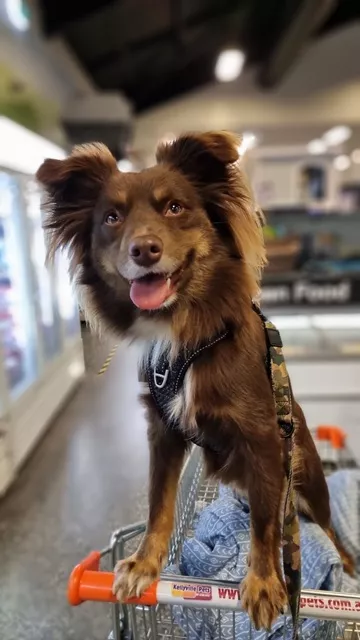 Monte the Miniature American Shepherd standing in a pet store shopping trolley, wearing the black Rogz Utility Explore harness and matching leash.