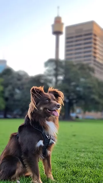 Monte the Miniature American Shepherd sitting on green grass with the Sydney Tower Eye in the background, wearing the black Rogz Utility Explore harness.