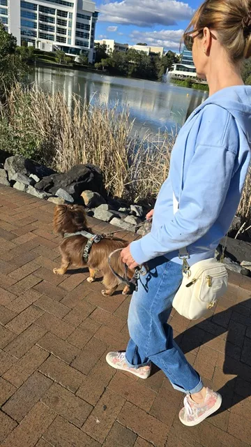 Woman wearing a light blue hoodie, jeans, patterned sneakers, and the ivory Wag Society Memory Walk Pouch crossbody while walking her dog along a brick-paved path by a lake.