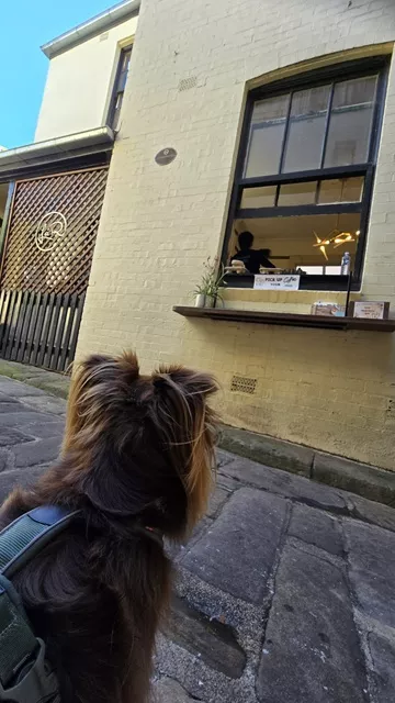 Monte the brown Miniature American Shepherd looking up toward a cafe pick-up window on a stone-paved alleyway in Sydney.