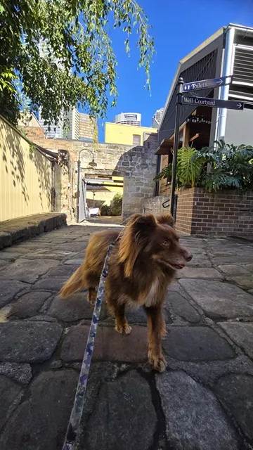 Monte the brown Miniature American Shepherd on a leash walking along a historic stone alleyway toward a courtyard sign in The Rocks.