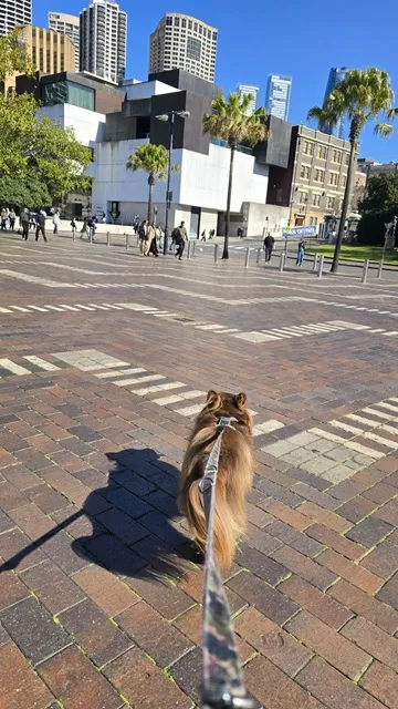 Monte the brown Miniature American Shepherd on a leash walking across a wide paved plaza in Sydney with city buildings in the background.