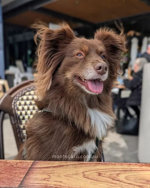 Monte the brown Miniature American Shepherd sitting happily on an outdoor cafe chair with a wooden table in the foreground.