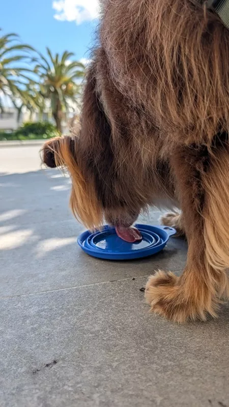 Monte the Miniature American Shepherd drinking milk from a small blue bowl outside Lakeside Cafe with palm trees in the background.