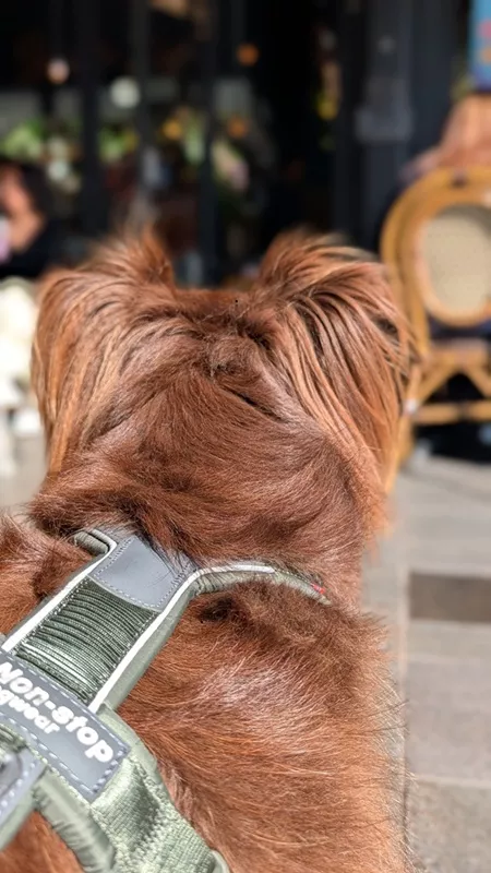 Rear view of Monte wearing a green harness, watching intently toward the cafe entrance.