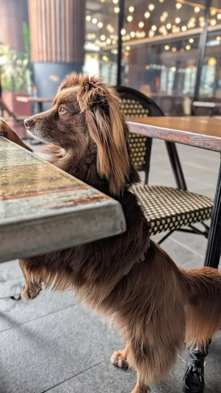 Monte the Miniature American Shepherd standing on his hind legs with his paws resting on the outdoor cafe table, looking up eagerly.