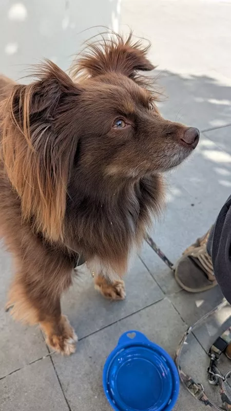 Monte the brown Miniature American Shepherd looking up attentively beside a small blue bowl outside Lakeside Cafe.