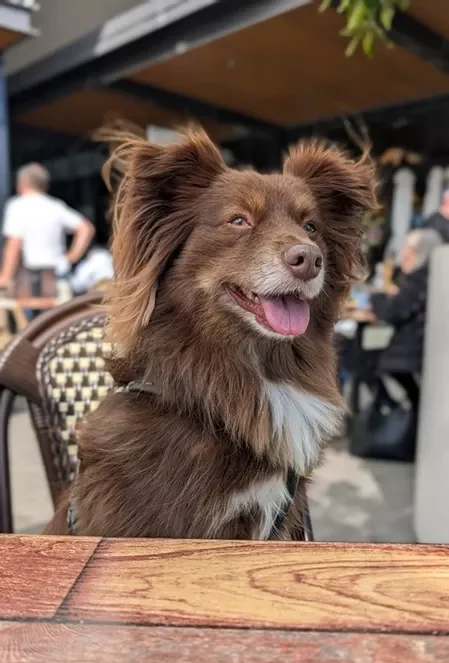 Monte the brown Miniature American Shepherd sitting happily on an outdoor cafe chair with a wooden table in the foreground.