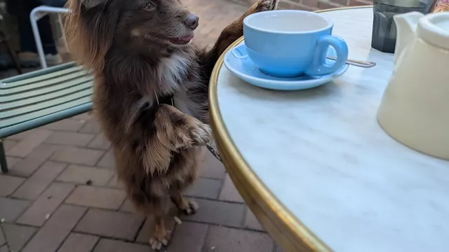 Monte the brown Miniature American Shepherd standing happily with his paws resting on a marble cafe table next to a blue teacup in a courtyard.