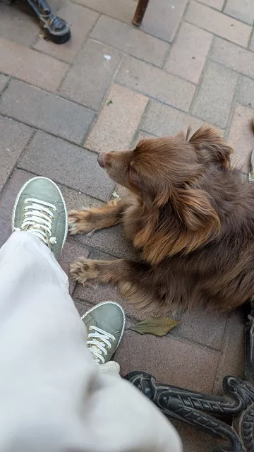 Monte the brown Miniature American Shepherd resting quietly next to green sneakers on the paved ground.