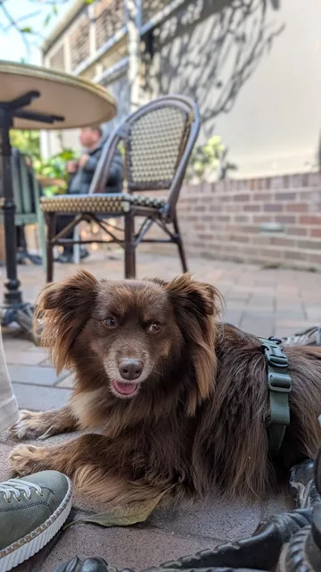 Monte the brown Miniature American Shepherd lying relaxed on the stone-paved floor of a dog-friendly cafe courtyard.