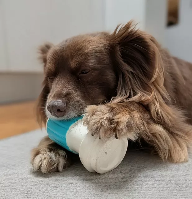 Monte resting comfortably on a rug while gently chewing on his white and blue coffee cup toy.