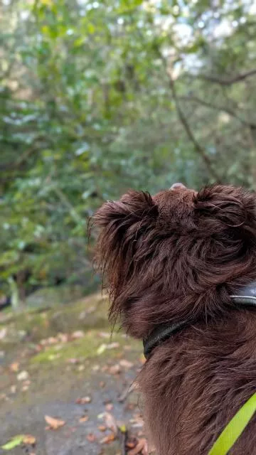 A close-up portrait from behind of Monte, a Miniature American Shepherd, looking intently upwards at the forest canopy on the Burraga Track in Bidjigal Reserve