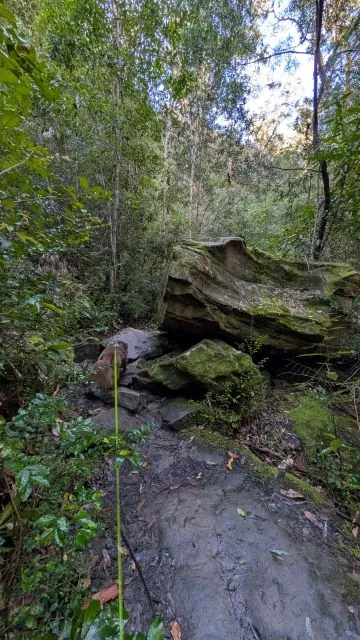 Monte on a leash navigating around large, moss-covered sandstone boulders on a rocky path on the Burraga Track in Bidjigal Reserve