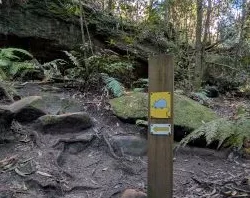 A wooden trail marker post with a yellow bandicoot symbol and directional arrow standing on a dirt path beneath a mossy sandstone overhang on the Burraga Track in Bidjigal Reserve