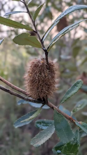A close-up portrait of a textured, dry banksia seed pod on a slender branch surrounded by serrated green leaves on the Burraga Track in Bidjigal Reserve