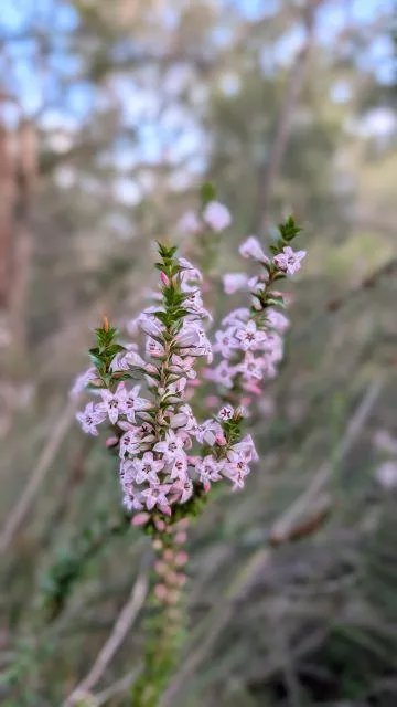 A close-up portrait of delicate pink tubular flowers blooming on a slender stem along the Burraga Track in Bidjigal Reserve